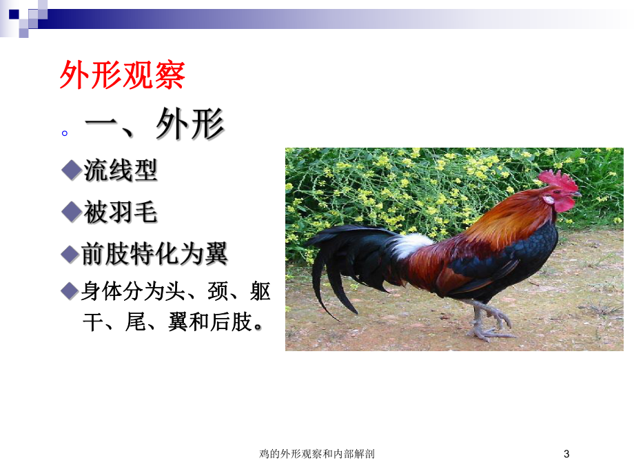 鸡的外形观察和内部解剖培训课件.ppt_第3页