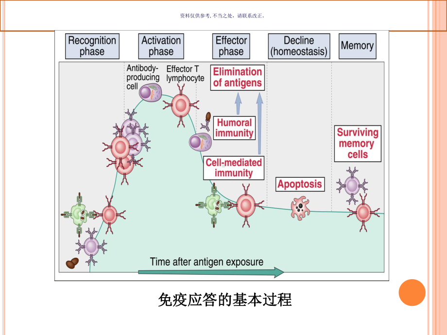 抗原提呈细胞对抗原的处置和提呈课件.ppt_第3页