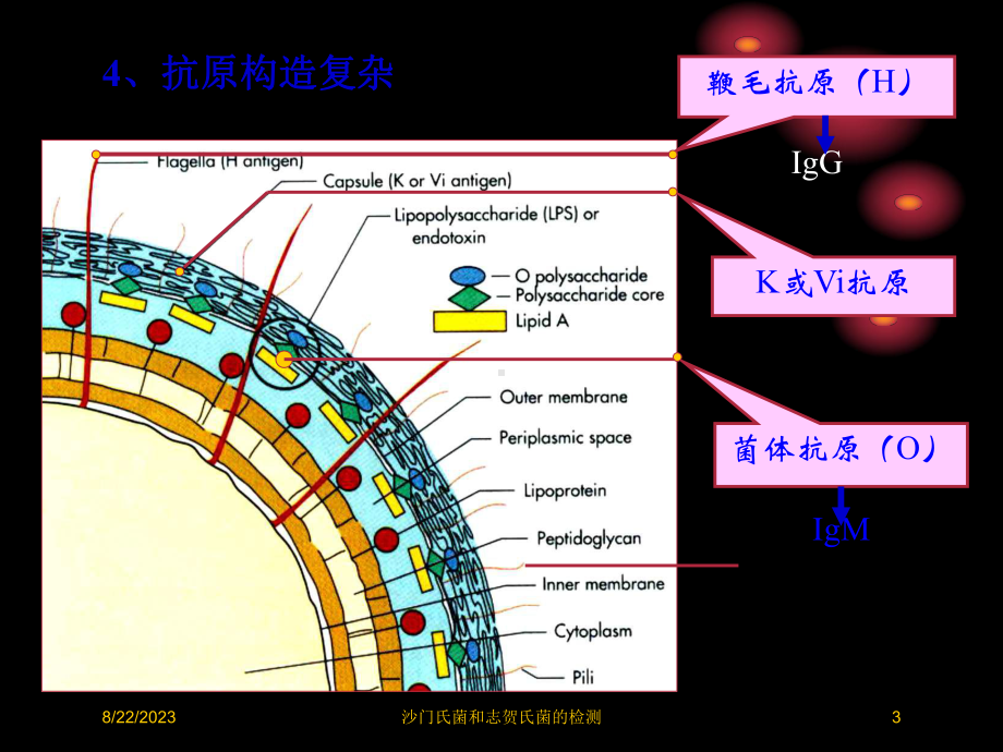 沙门氏菌和志贺氏菌的检测培训课件.ppt_第3页