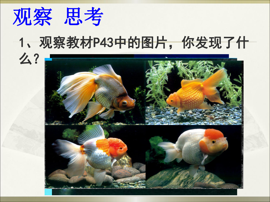 新人教版八年级下册-生物的变异课件.pptx_第3页