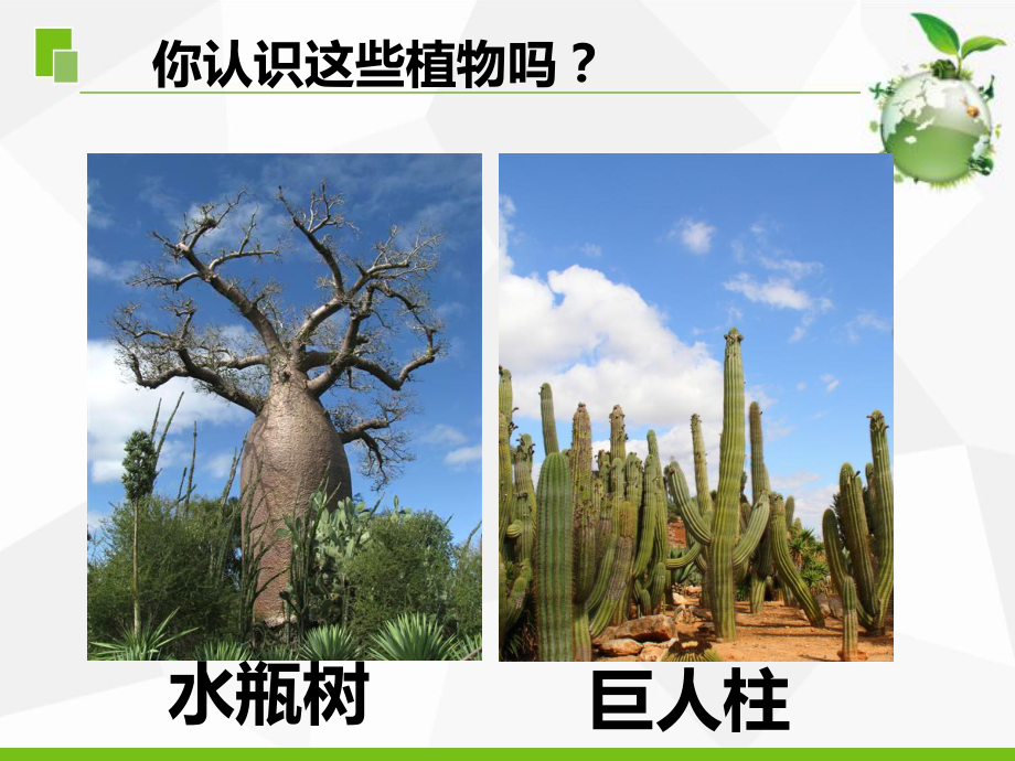 新苏教版小学科学三年级下册5《不同环境里的植物》课件.ppt_第2页