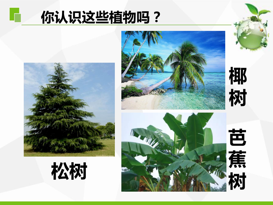 新苏教版小学科学三年级下册5《不同环境里的植物》课件.ppt_第3页