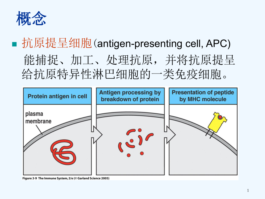 抗原提呈细胞课件.ppt_第1页