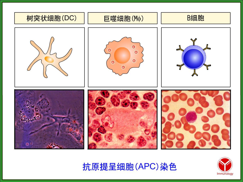 抗原提呈细胞课件.ppt_第3页