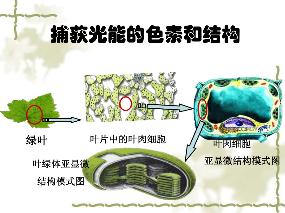 叶绿素的提取实验以及光合作用的影响因素概要课件.ppt_第2页