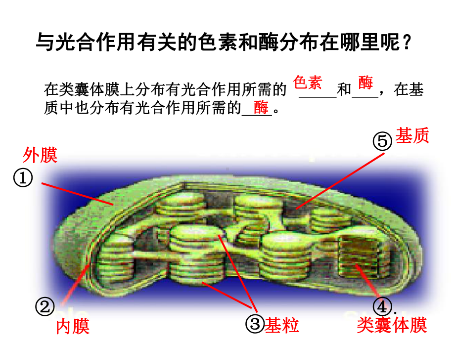 叶绿素的提取实验以及光合作用的影响因素概要课件.ppt_第3页