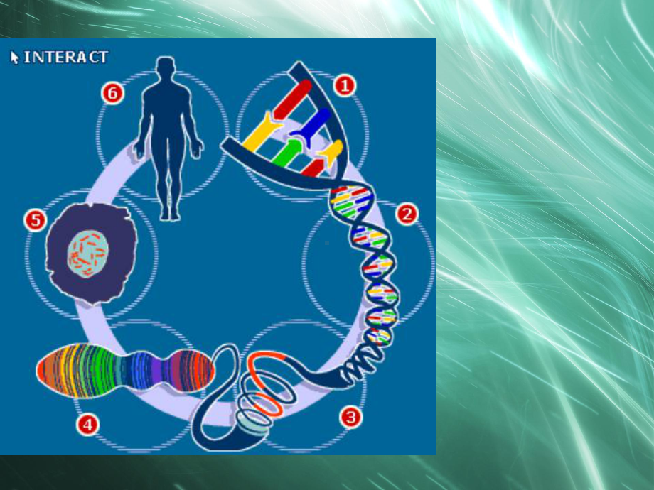 人教版生物八年级下册课件7.2.4 人的性别遗传 课件.ppt_第3页