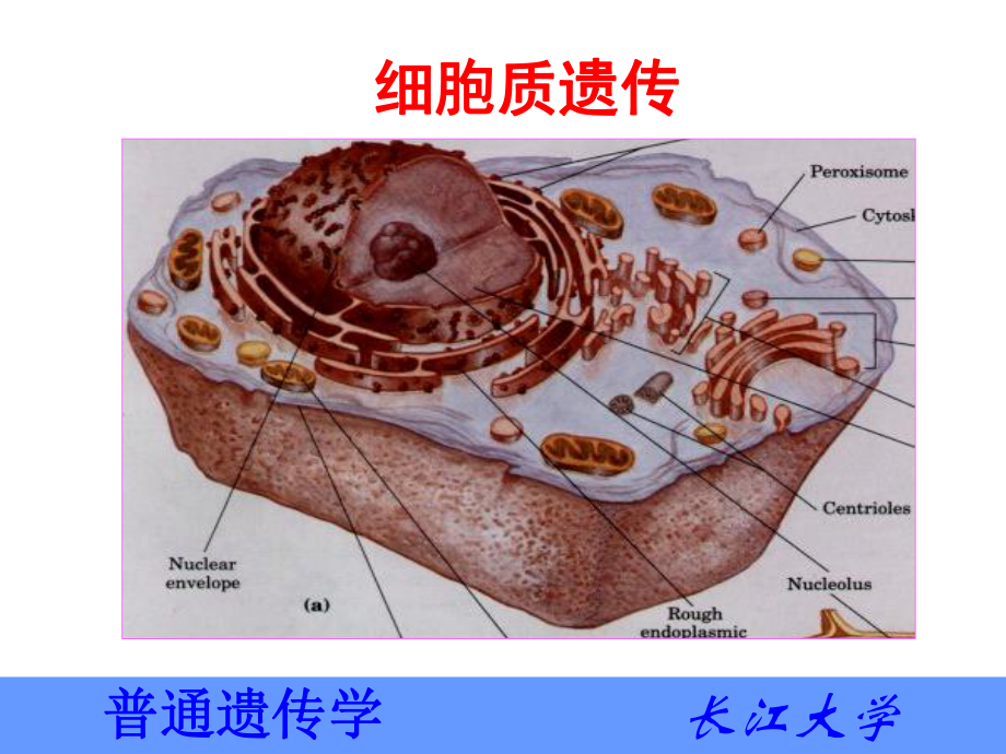 医学细胞质遗传课件.ppt_第1页