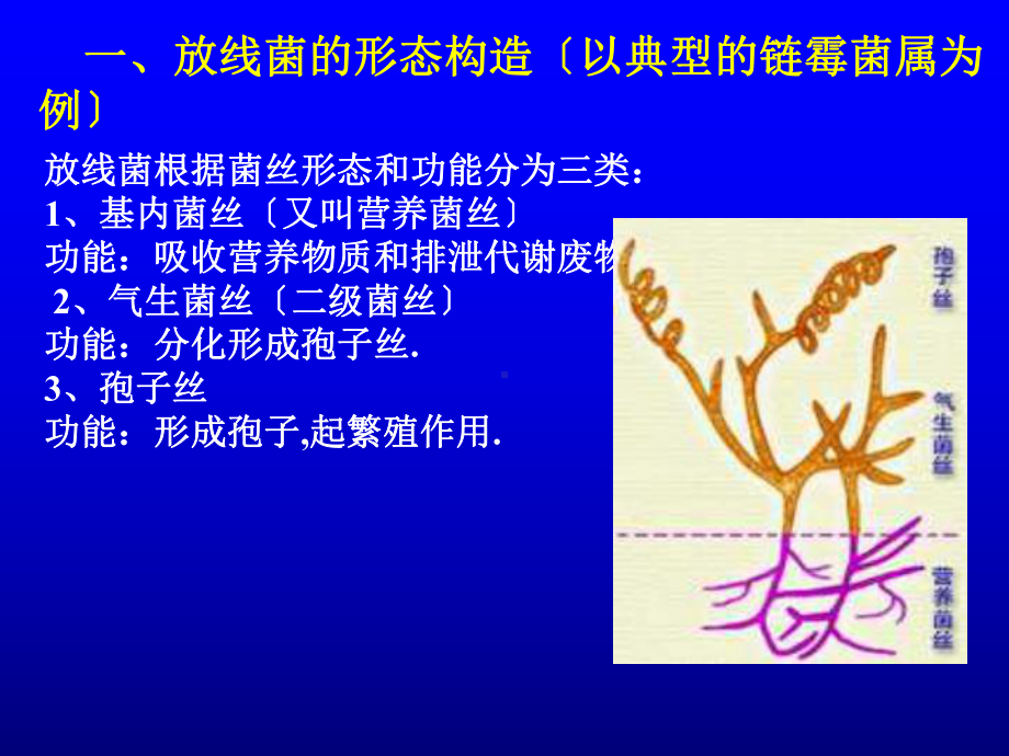 （生物课件）pw01第一章2放线菌和其他原核微生物.ppt_第3页