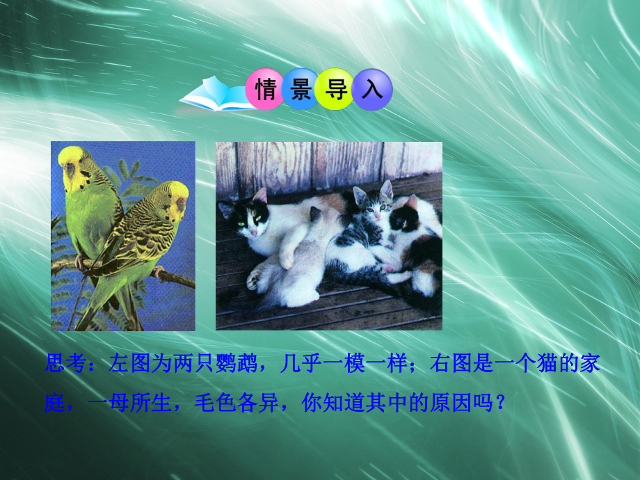 初中生物多媒体教学课件第7单元第2章第1节基因控制生物的性状人教版八年级下册.ppt_第2页