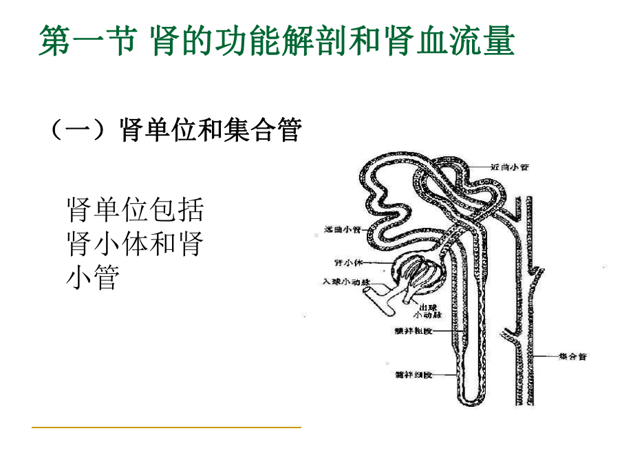 《生理学》肾脏的排泄课件.ppt_第2页