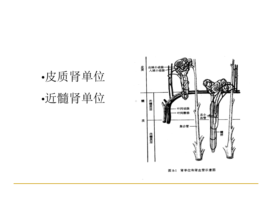 《生理学》肾脏的排泄课件.ppt_第3页