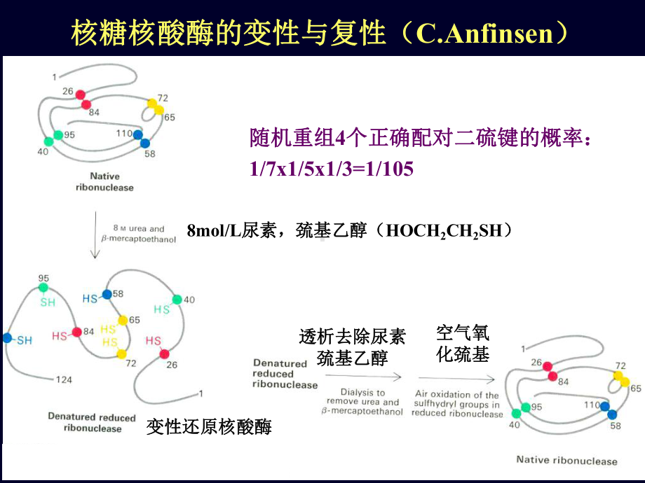 《生化蛋白质化学》课件.ppt_第3页