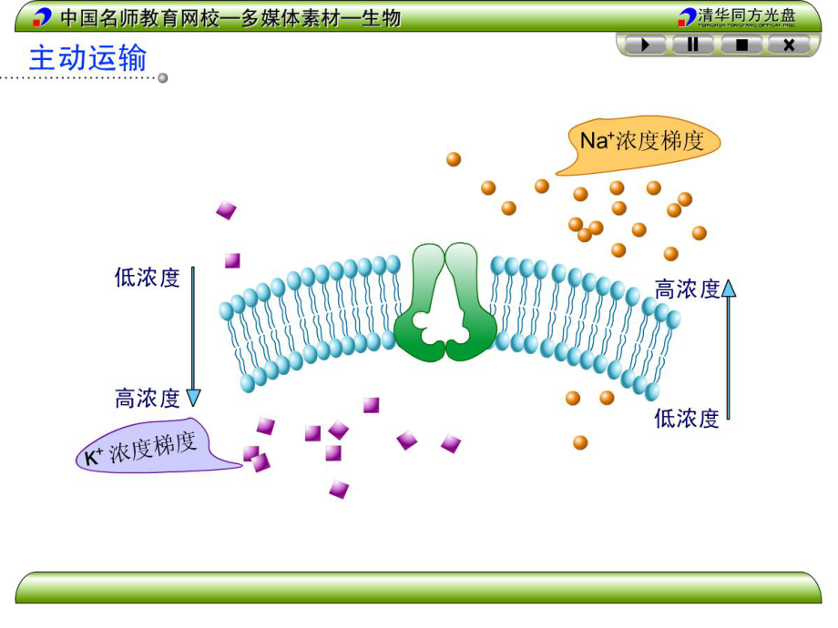 《物质跨膜运输的实例》正式上课课件.ppt_第3页