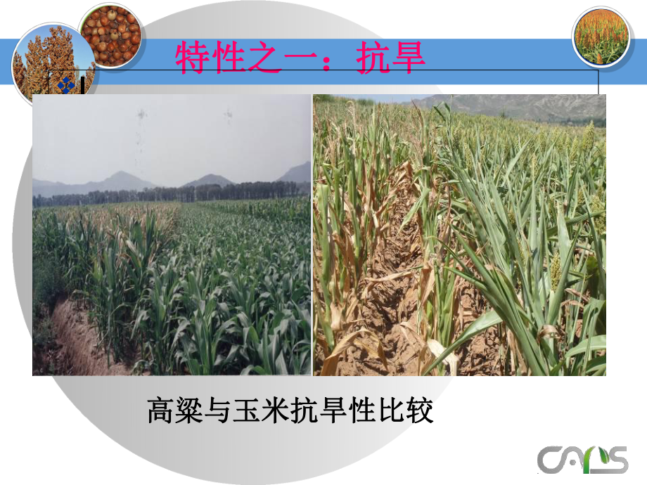 《高粱生产栽培经营》课件.ppt_第2页