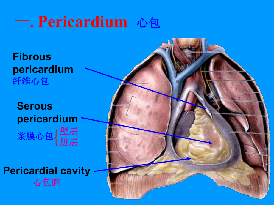 （解剖学课件）心包和心脏解剖.ppt_第2页