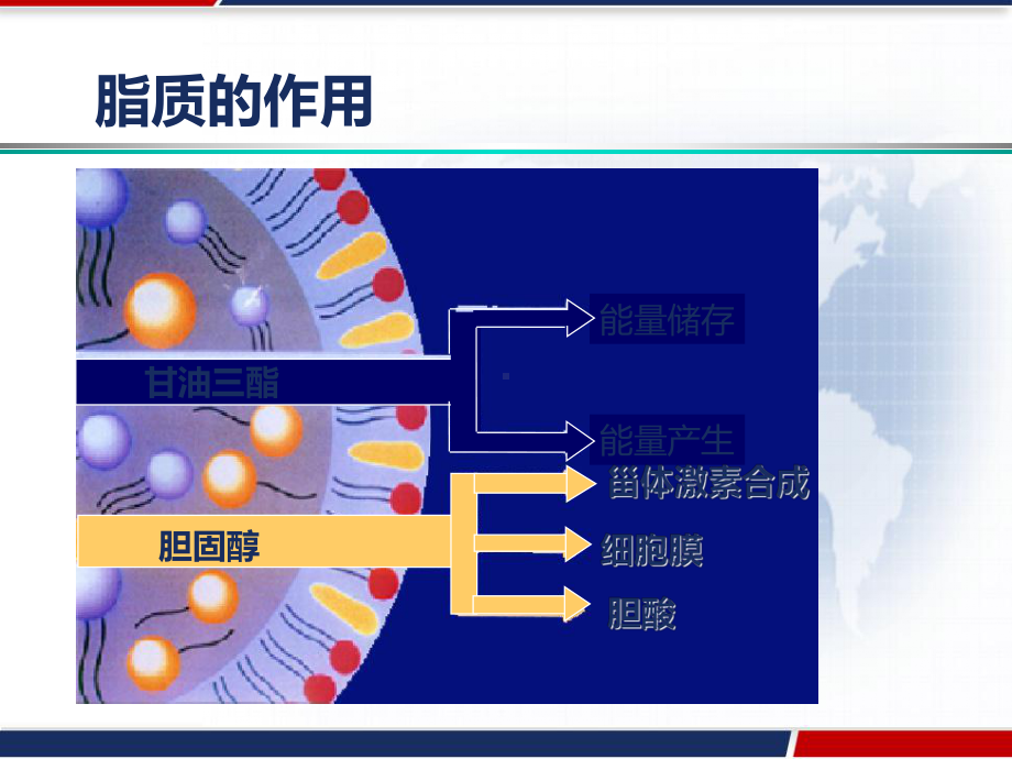 《血脂》实用课件-.pptx_第3页