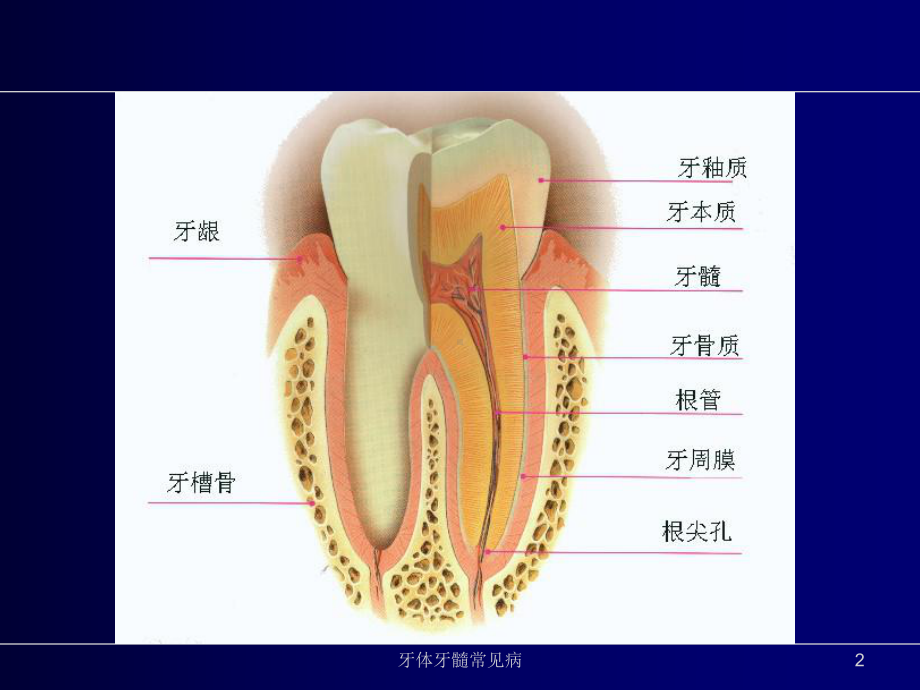 牙体牙髓常见病培训课件.ppt_第2页