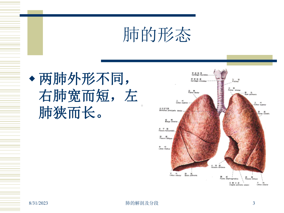 肺的解剖及分段培训课件.ppt_第3页