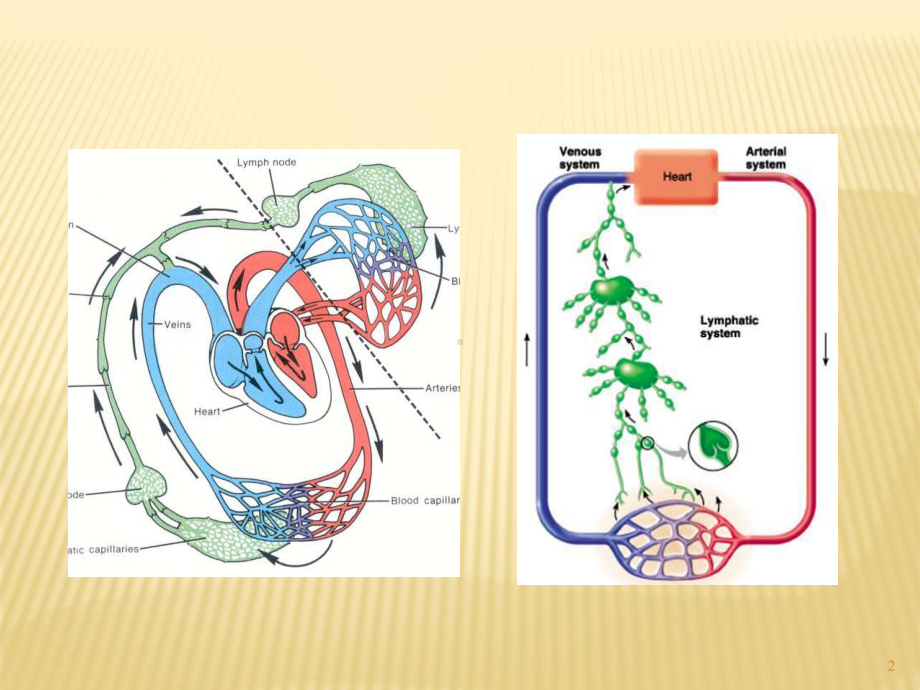 淋巴系统解剖课件-002.ppt_第2页