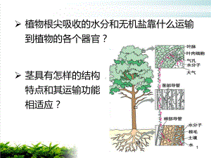 浙教版八级下册科学课件植物的茎与物质运输.pptx