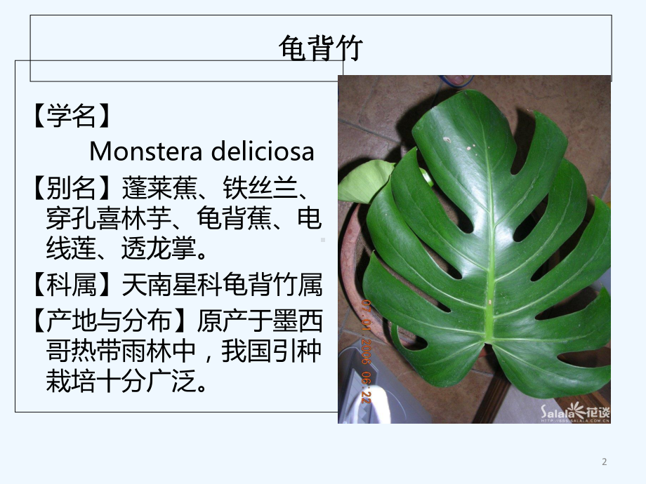 花卉植物大全-课件(同名1736).ppt_第2页