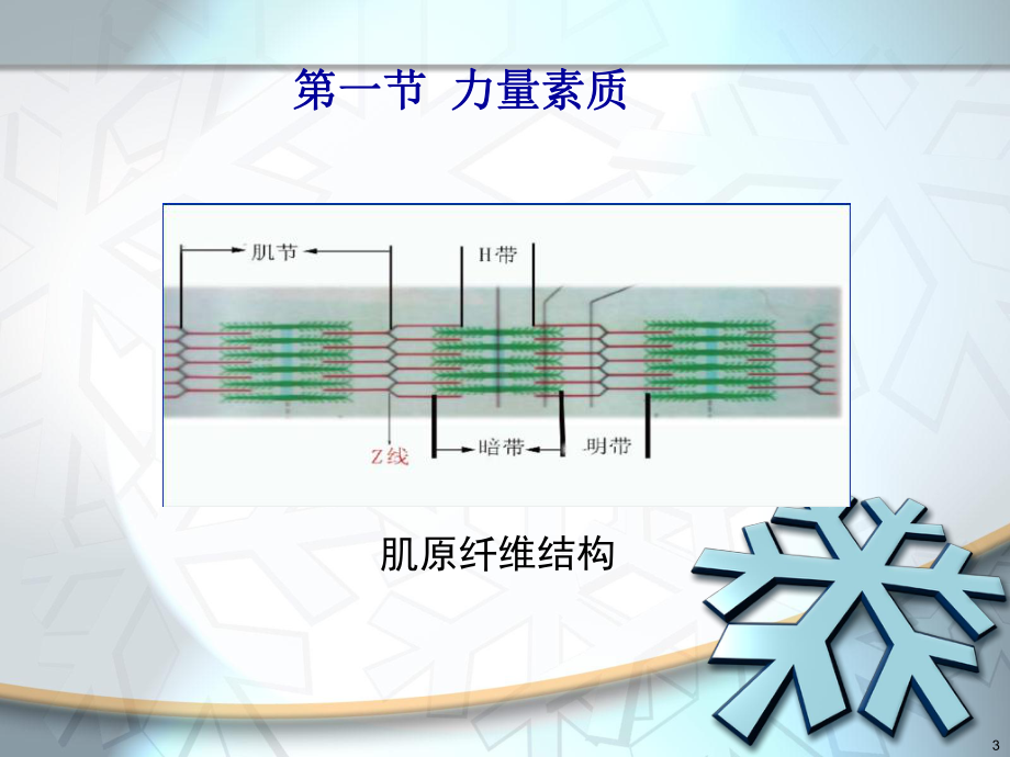 第六章-身体素质-课件.ppt_第3页