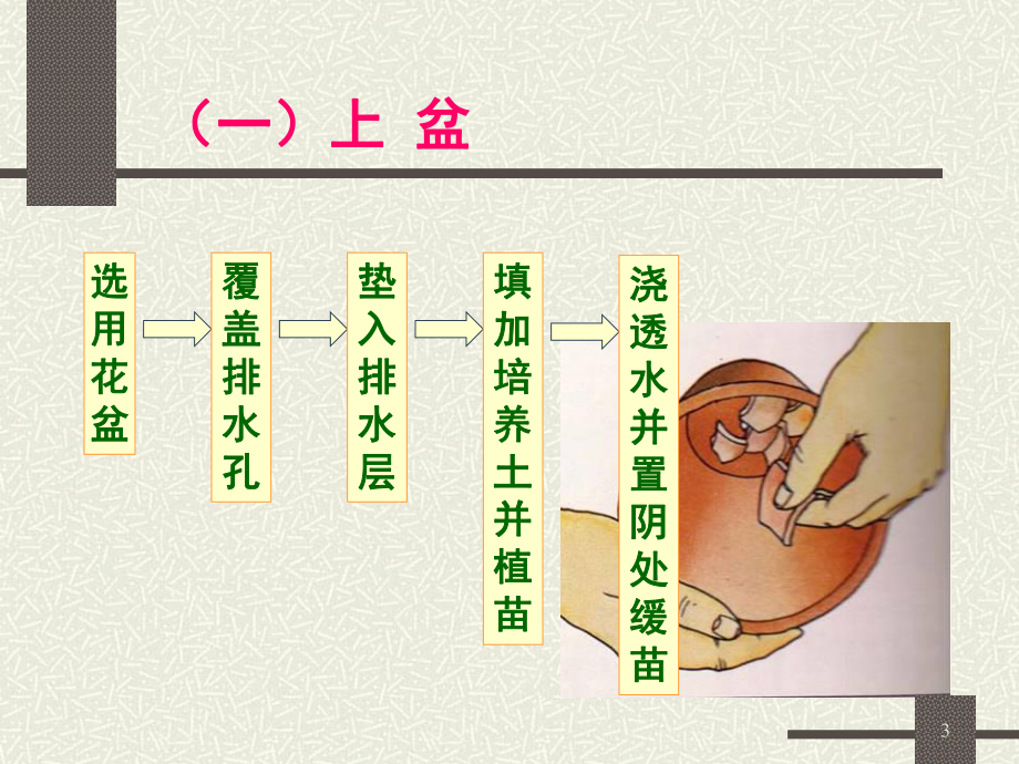 花卉栽培管理2课件.pptx_第3页