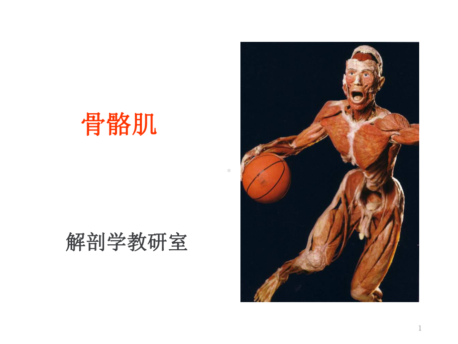 骨骼肌-教学讲解课件.ppt_第1页