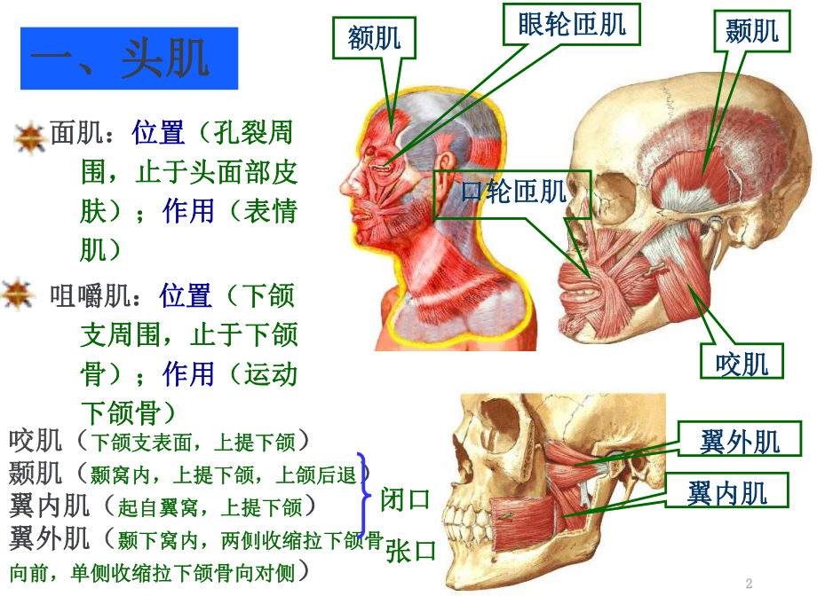 骨骼肌-教学讲解课件.ppt_第2页