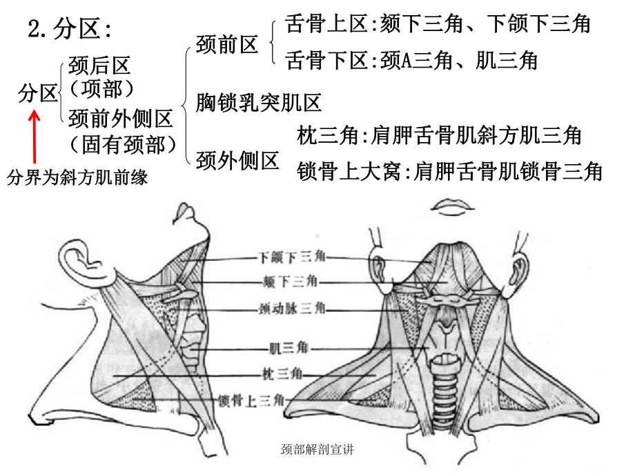 颈部解剖宣讲培训课件.ppt_第2页