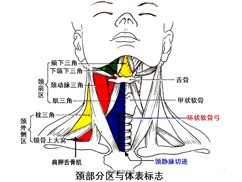 颈部解剖宣讲培训课件.ppt_第3页