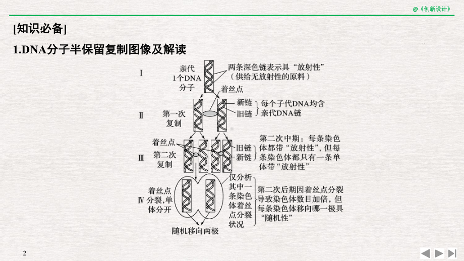 高中生物微专题8-细胞分裂过程中的同位素标记问题课件.ppt_第2页