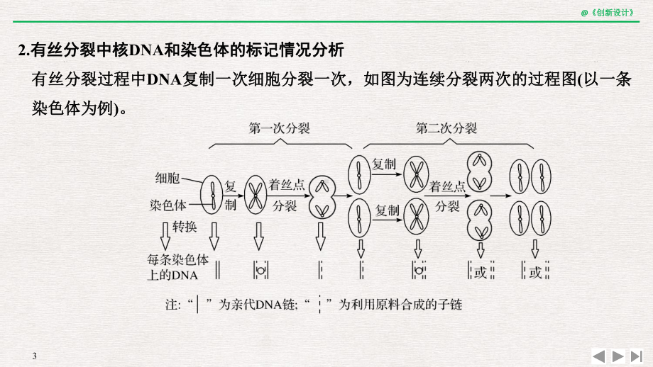 高中生物微专题8-细胞分裂过程中的同位素标记问题课件.ppt_第3页