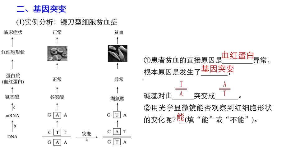 高中生物必修二生物的变异期末复习课件.pptx_第3页