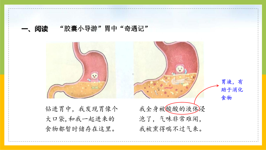 大象版四年级上册科学5-3《胃中“奇遇记”》课件.pptx_第2页