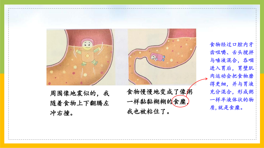 大象版四年级上册科学5-3《胃中“奇遇记”》课件.pptx_第3页