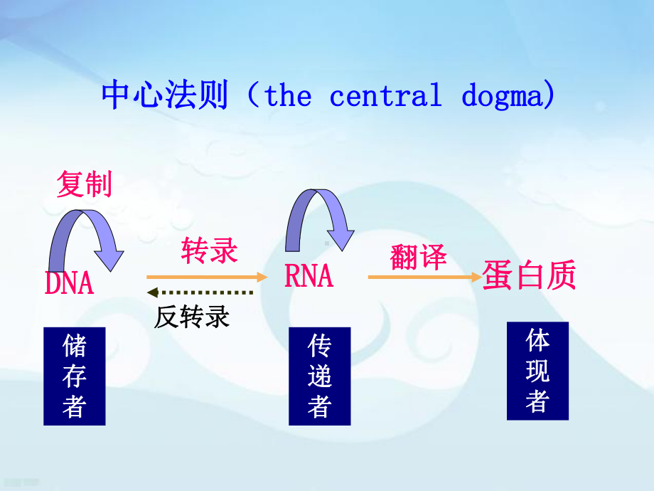 中心法则比赛课件.pptx_第3页