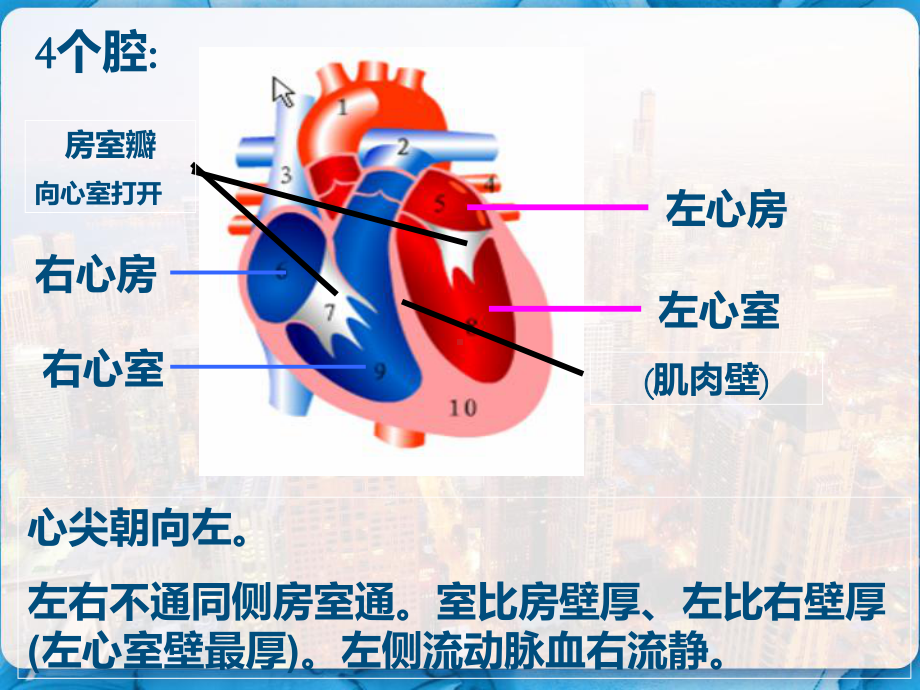 七年级生物下册输送血液的泵心脏人教新课标版-课件.pptx_第3页