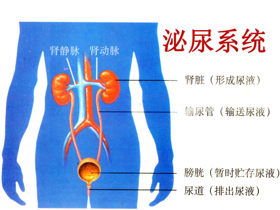 七年级下册生物第五章《人体内废物的排出》课件.ppt_第3页