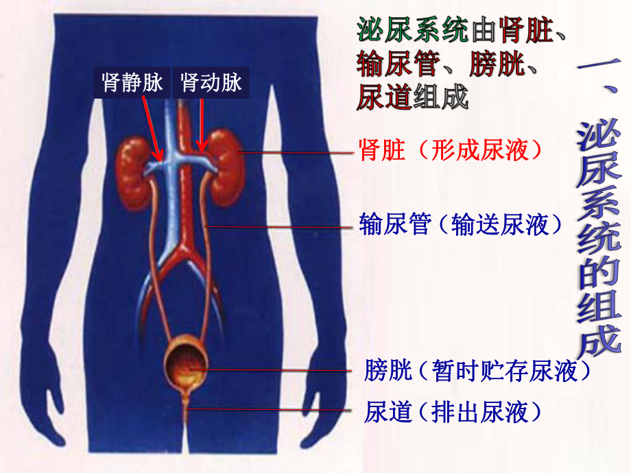 上课用生物七下《尿液的形成和排出》教材课件.ppt_第2页