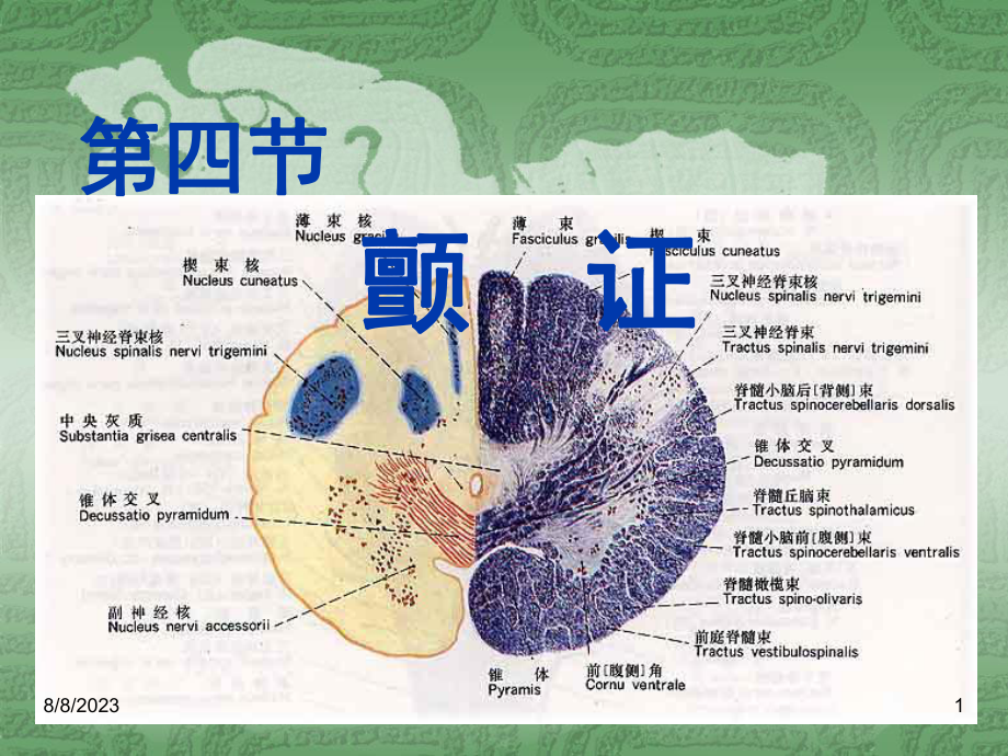 中医内科学课件-4第四节-颤证.ppt_第1页