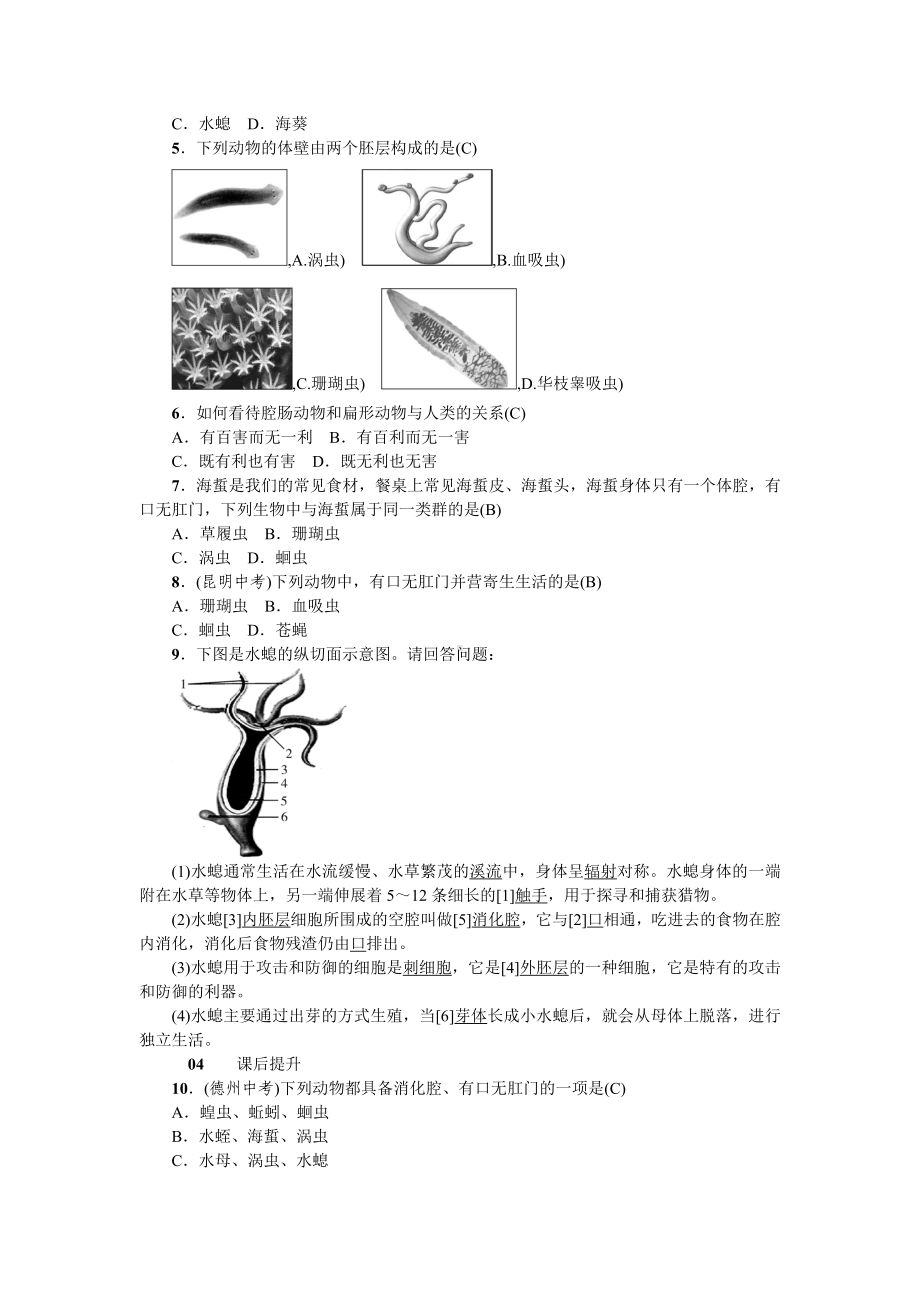 人教八年级生物上册第一章动物的主要类群1第一节腔肠动物和扁形动物.doc_第3页