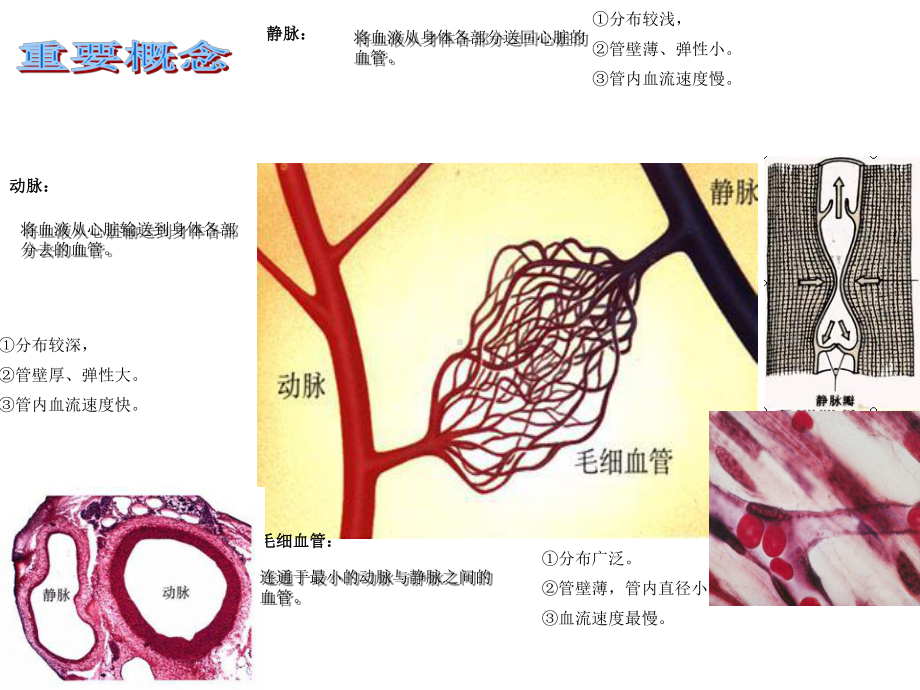 人教版七年级生物下册443输送血液的泵-心脏课件.ppt_第2页