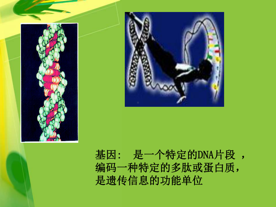 转基因食品及其安全性.pptx_第3页