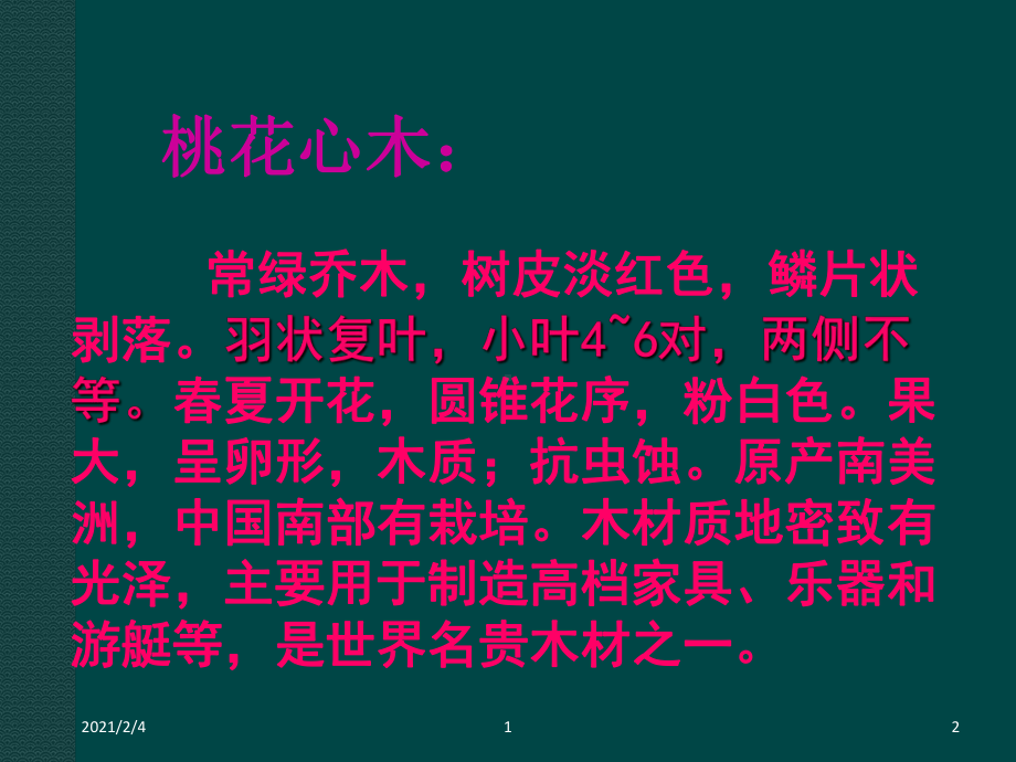 人教版小学六年级语文下册《桃花心木》公开课课件.ppt_第2页