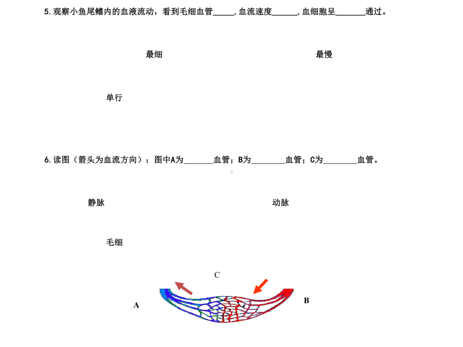 人教版七年级生物下册443-第三节-输送血液的泵-心脏-课件.ppt_第3页