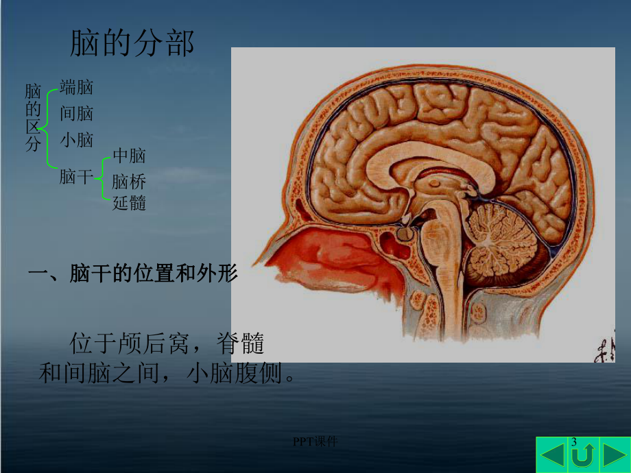 人体解剖学—脑干-课件.ppt_第3页