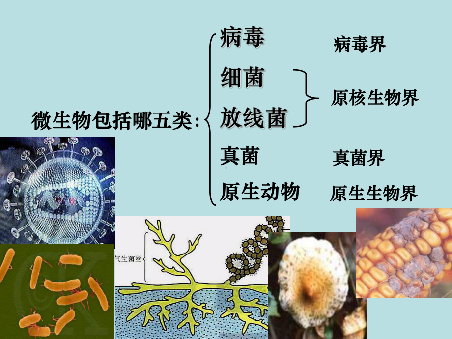 人教版教学高中生物人教版选修一专题2课题1：《微生物实验室培养》课件.ppt_第2页