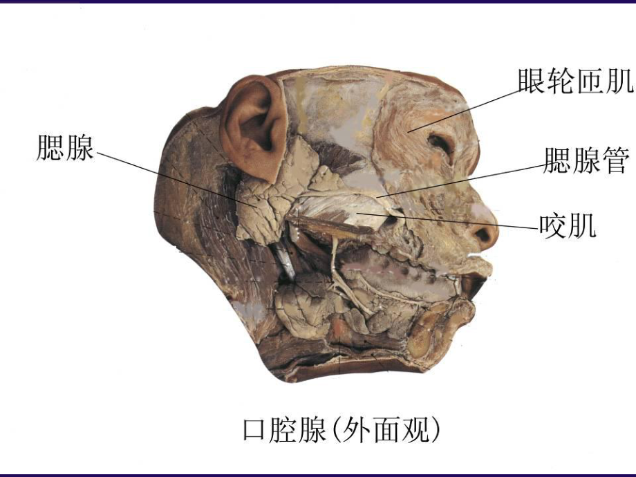 人体解剖学实物标本考试复习人体解剖学培训课件.ppt_第2页